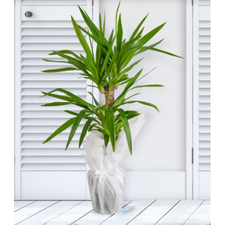 Yucca saksı çiçeği